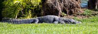 209 gator (IMG_8680) April 23, 2022 copy