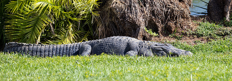 209 gator (IMG_8680) April 23, 2022 copy