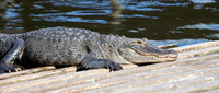 210 gator (IMG_8687) April 23, 2022 copy