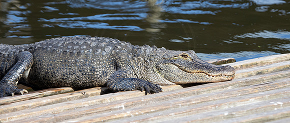 210 gator (IMG_8687) April 23, 2022 copy