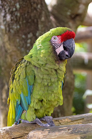 454 parrot (IMG_1134) April 23, 2022 copy