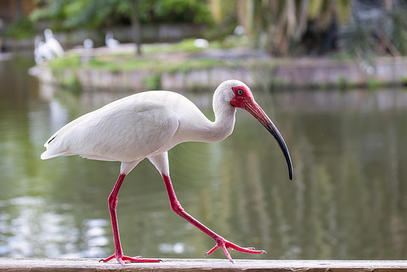 340 white ibis (IMG_0252) April 23, 2022