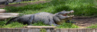 221 croc (IMG_8781) April 23, 2022 copy