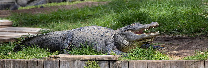 221 croc (IMG_8781) April 23, 2022 copy