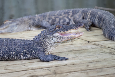 330 gator (IMG_0140) April 23, 2022
