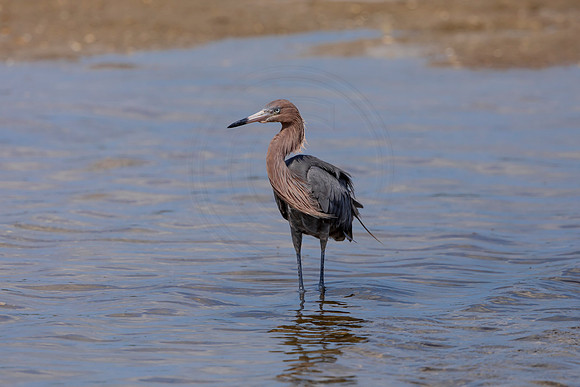 186 reddish egrets (6F3A6792) April 15, 2021