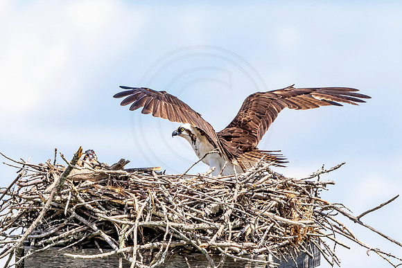 Osprey in Crown Point