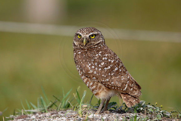 610 burrowing owl (6F3A0456) April 17, 2021