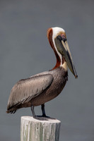 55 pelican (6F3A8664) April 15, 2021