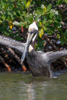 54 pelican (6F3A8846) April 15, 2021 copy