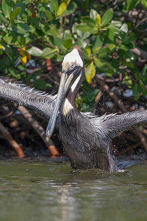 54 pelican (6F3A8846) April 15, 2021 copy