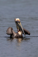 51 pelican (6F3A8716) April 15, 2021 copy