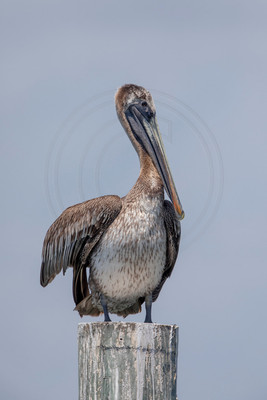 277 pelican (6F3A7777) April 15, 2021