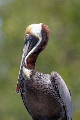 283 pelican (6F3A7803) April 15, 2021 copy