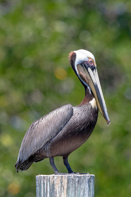 286 pelican (6F3A7834) April 15, 2021 copy