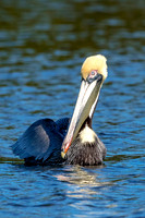 63 pelican (624A7655) February 10, 2017 copy