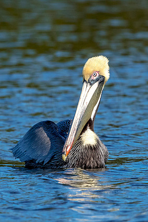 63 pelican (624A7655) February 10, 2017 copy