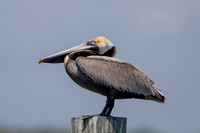 3 pelican (6F3A7782) April 15, 2021
