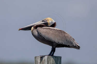 3 pelican (6F3A7782) April 15, 2021