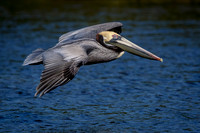 31 pelican (624A7633) February 10, 2017