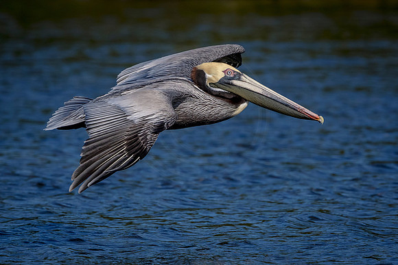 31 pelican (624A7633) February 10, 2017
