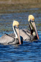71 pelicans (624A7707) February 10, 2017 copy