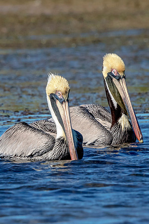 71 pelicans (624A7707) February 10, 2017 copy