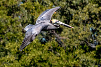56 pelican (624A7549) February 10, 2017