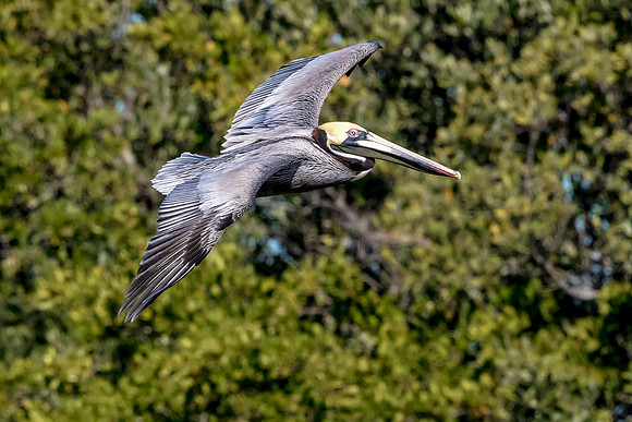 56 pelican (624A7549) February 10, 2017