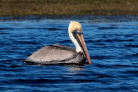 48 pelican (624A7403) February 10, 2017