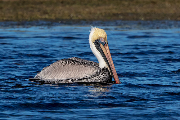 48 pelican (624A7403) February 10, 2017