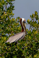 52 pelican (6F3A8735) April 15, 2021 copy
