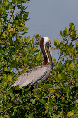 52 pelican (6F3A8735) April 15, 2021 copy
