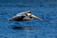 61 pelican (624A7630) February 10, 2017