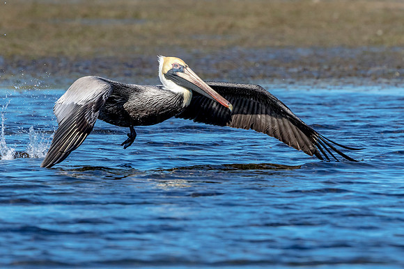 78 pelican (624A7728) February 10, 2017