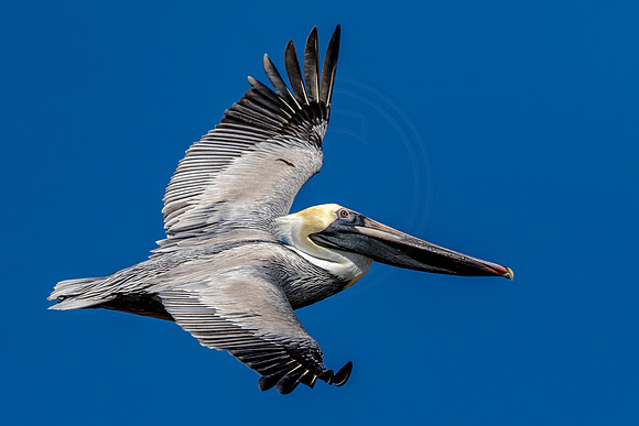 102 pelican (624A8089) February 10, 2017
