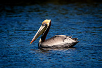 16 pelican (624A7671) February 10, 2017