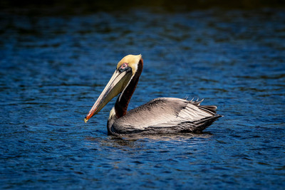 16 pelican (624A7671) February 10, 2017