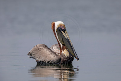 376 pelican (6F3A8417) April 15, 2021