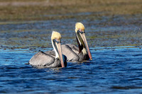 71 pelicans (624A7707) February 10, 2017