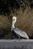 9 pelican (IMG_3188) March 6, 2025 copy