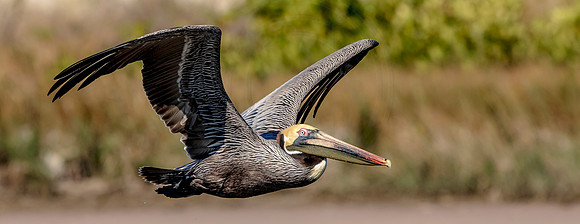 73 pelicans (624A7711) February 10, 2017 copy