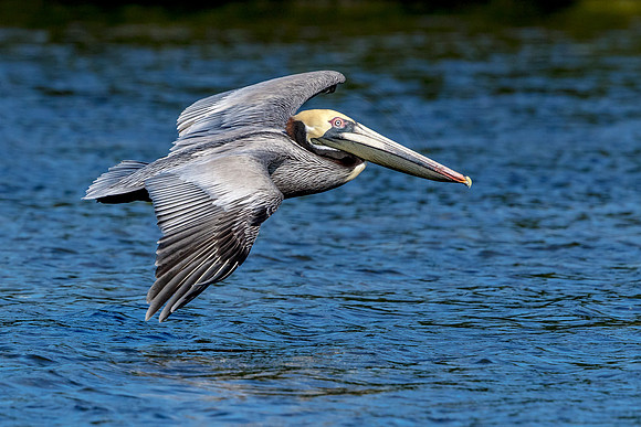 62 pelican (624A7632) February 10, 2017