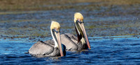 71 pelicans (624A7707) February 10, 2017 copy