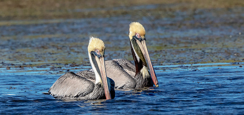 71 pelicans (624A7707) February 10, 2017 copy