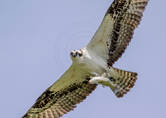 Osprey in Crown Point