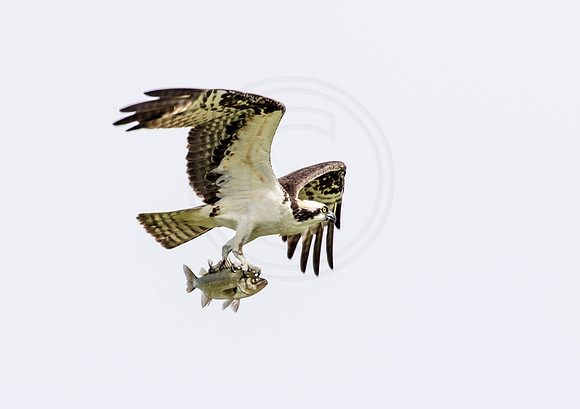 Osprey in Crown Point