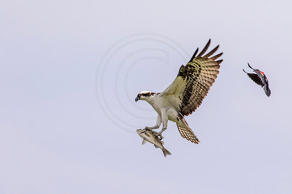 Osprey in Crown Point