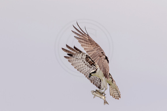 Osprey in Crown Point