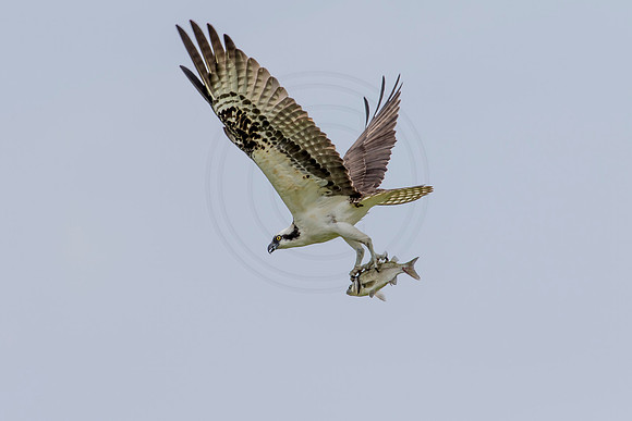 Osprey in Crown Point